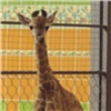 Выбрано имя для родившегося в красноярском зоопарке жирафа