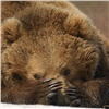В красноярском зоопарке просыпаются медведи