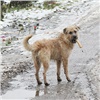 Туристов призвали не кормить бродячих собак в красноярском заповеднике