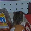Красноярцы обсуждают фото крысы в супермаркете
