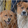 Красноярских садоводов терроризируют стаи собак