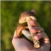 Красноярцев предупредили об опасности грибов