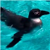 В красноярском зоопарке пингвины опробовали новый бассейн (видео)