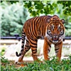 В Зеленогорске умер тигр (видео)