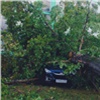 Сильный ветер повалил деревья на машины в Зеленогорске и Красноярске