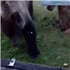 Смелая красноярка сняла на видео навестившего дачу медведя (видео)
