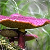 В Саяно-Шушенском заповеднике нашли еще один редкий и необычный гриб