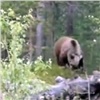 Красноярские дачники пожаловались на вальяжного медведя (видео)