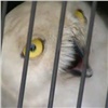 Дальнобойщик привез в «Роев ручей» полярную сову (видео)