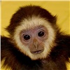 В Красноярске пройдет уникальная контактная выставка обезьян