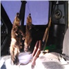 В Партизанском районе задержали браконьеров со шкурками соболей