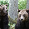 На красноярских «Столбах» проснулись медведи