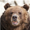 Вахтовик погиб после нападения медведя в Эвенкии