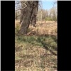 На Татышеве заметили лису с лисятами (видео)