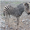 В красноярском зоопарке появился на свет детеныш зебры (видео)