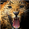 Стали известны подробности инцидента с леопардом в Зеленогорске