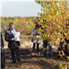 Осенью в Красноярске высадят 2000 деревьев