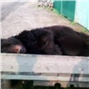 В Туруханском районе убили еще одного вышедшего к людям медведя (видео)