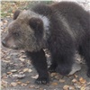 Красноярцам предлагают 10-месячную медведицу