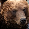 Вынесен приговор ачинскому охотнику, принявшему товарища за медведя
