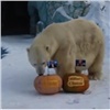 Тигрица и белый медведь из «Роева ручья» предсказали итоги выборов в США (видео)