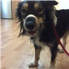 Красноярцы собрали 150 тысяч на лечение собаки с разорванной петардой челюстью