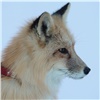 В красноярский зоопарк привезли «генетически» дружелюбного лиса