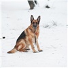 Известная собака-полицейский умерла в Железногорске