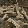 В Красноярске на улице спортсменка нашла груду костей (видео)