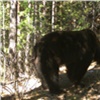 Агрессивные медведи вышли из берлог на «Столбах» из-за сырости