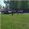 В Лесосибирске на детской площадке гуляют коровы: жители возмущены