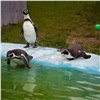 Жизнь уникальных красноярских пингвинов сравнили с популярным ТВ-шоу