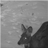 На «Столбах» фотоловушки зафиксировали редких безрогих оленей (видео)