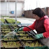 К 8 Марта в Красноярске вырастят более 150 тысяч тюльпанов