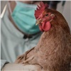 Россельхознадзор предупредил об угрозе птичьего гриппа в Сибири