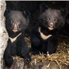 Красноярцам показали детенышей гималайских медведей