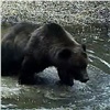 На «Столбах» ученые при помощи фотоловушки подсматривают за купанием медведей (видео)