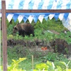 «Чувствуем себя беззащитно»: медведь зашёл в частный сектор под Красноярском уже в 5 раз