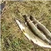 Ласты, подводное ружье и три щуки изъяли у красноярского браконьера на заповедном озере Иткуль