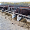 В Красноярском крае запустят сразу два предприятия мясной переработки