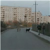 «Дети боятся машин и собак»: жители Иннокентьевского рассказали об опасной дороге в школу