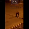 «В хозяйстве пригодится»: в центре Красноярска неизвестный украл «лежачего полицейского» (видео)