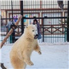 «За 3 месяца поправилась на 60 кг и уже не боится людей»: зоопарк показал тренировки и игры спасенной на севере края медведицы