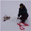 «Давай-давай, родной!»: норильчане спасли увязшего в снегу оленя (видео)