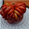 Житель Минусинска вырастил гигантский помидор и выиграл «Ниву»