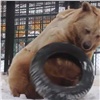 В красноярском «Роевом ручье» из-за аномального тепла проснулся медведь Памир (видео)