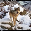 Снимок «Волка-улыбаки» принес победу в конкурсе красноярскому заповеднику
