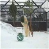 Рыба вместо игрушек: в красноярском зоопарке показали игры животных с елками (видео)