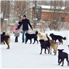 На территории промбазы в Красноярске нашли загрызенного собаками человека