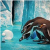В красноярском зоопарке рассказали о характере пингвинов и показали, как их отличить друг от друга